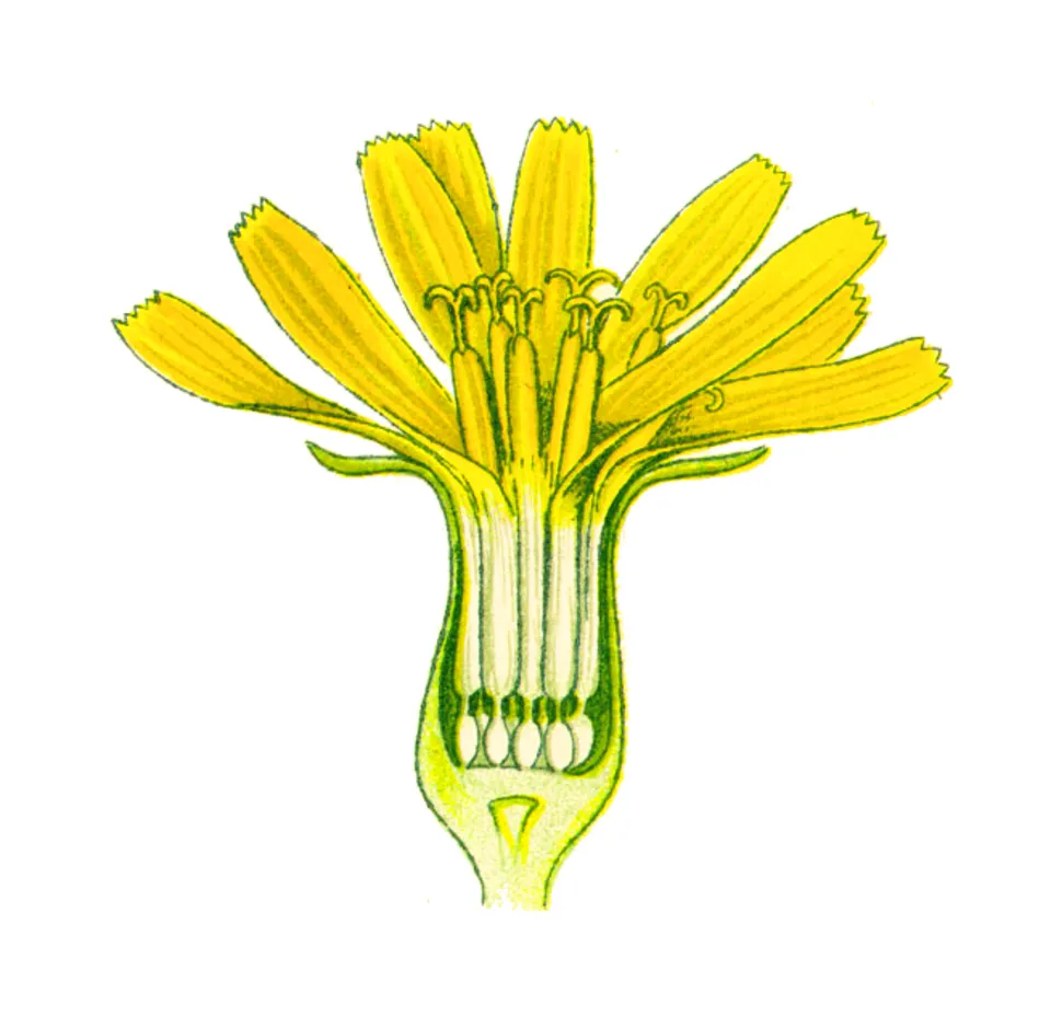Wild Lettuce Flower — botanical anatomy illustration