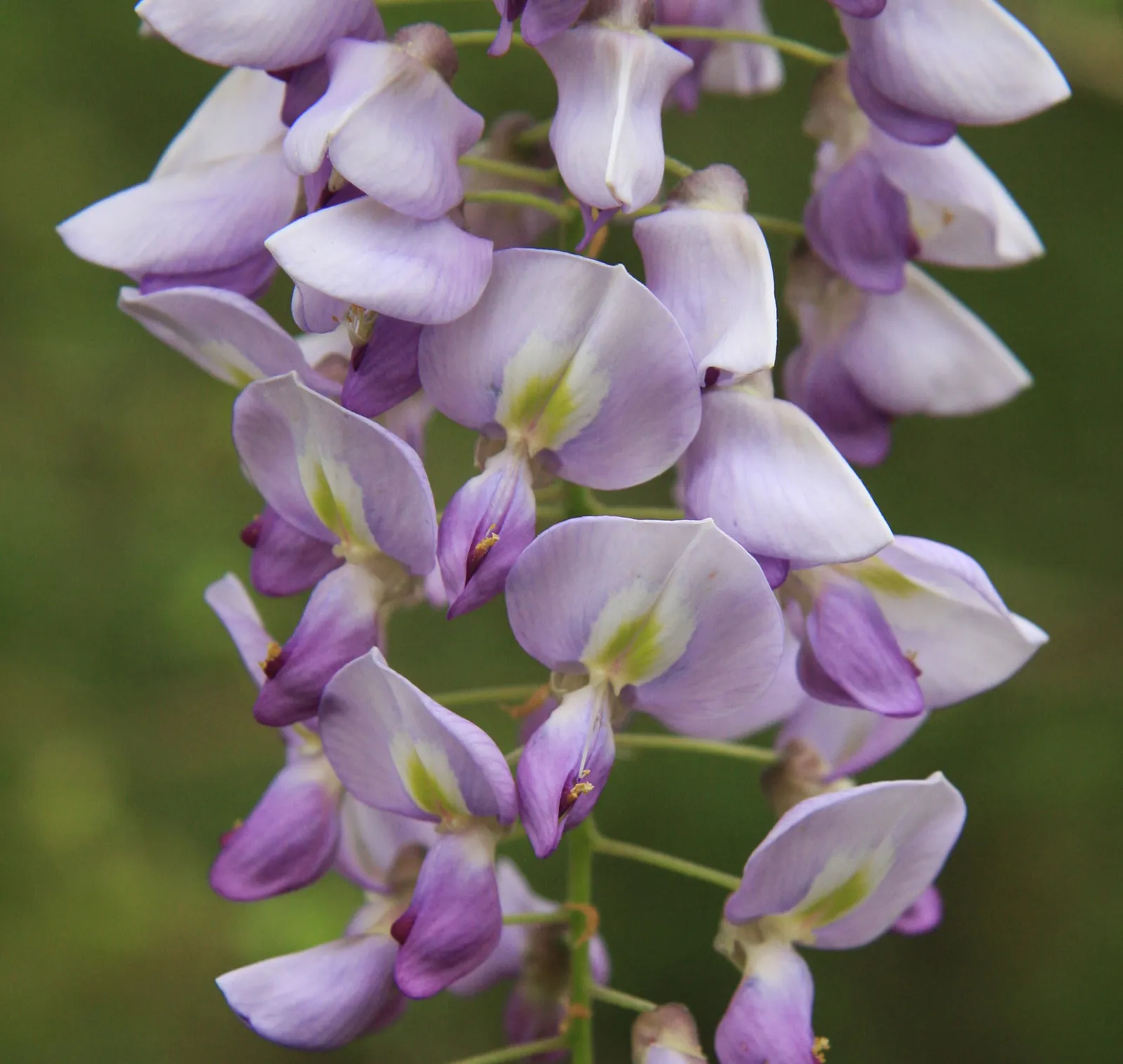 Wisteria Frutescens Flower — botanical anatomy illustration