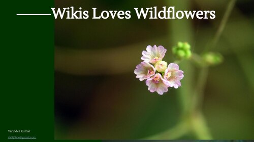 Withania Coagulans Flower — botanical anatomy illustration