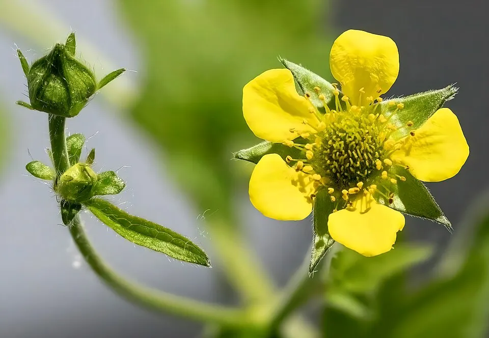 Wood Avens Flower — botanical anatomy illustration