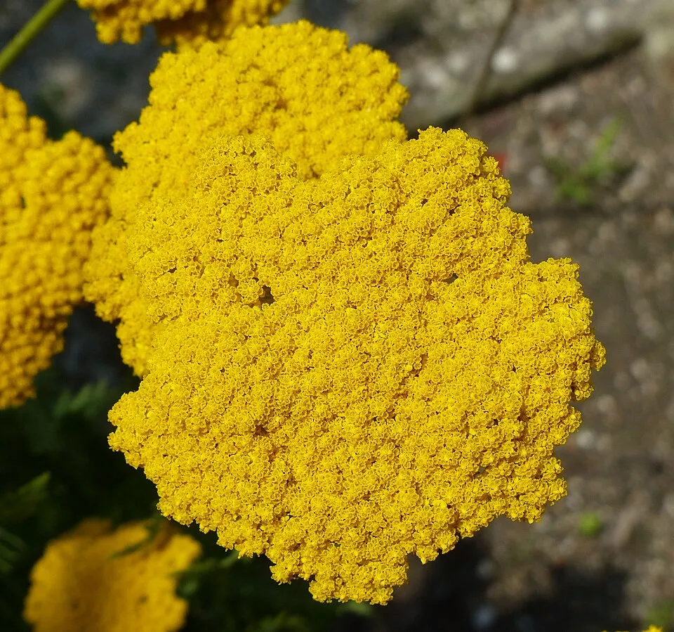 Yarrow Garden Flower — botanical anatomy illustration