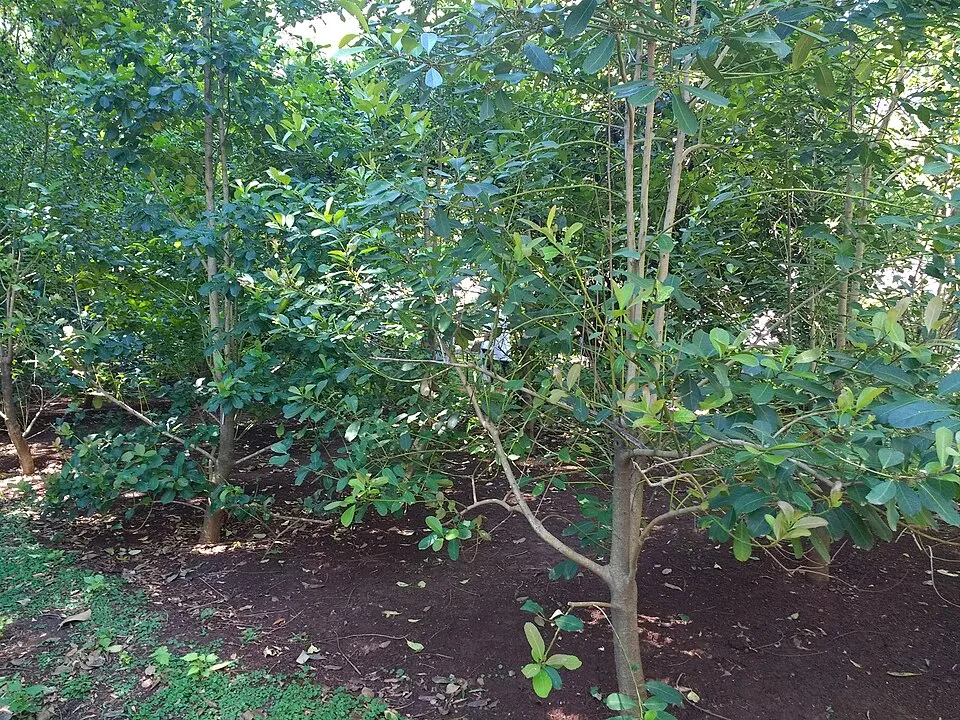 Yerba Mate — Main Image