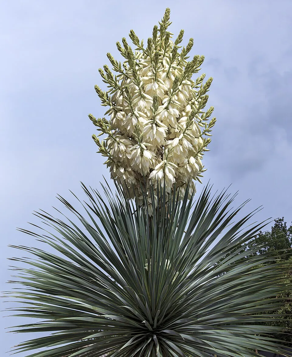 Yucca Rostrata Flower — botanical anatomy illustration