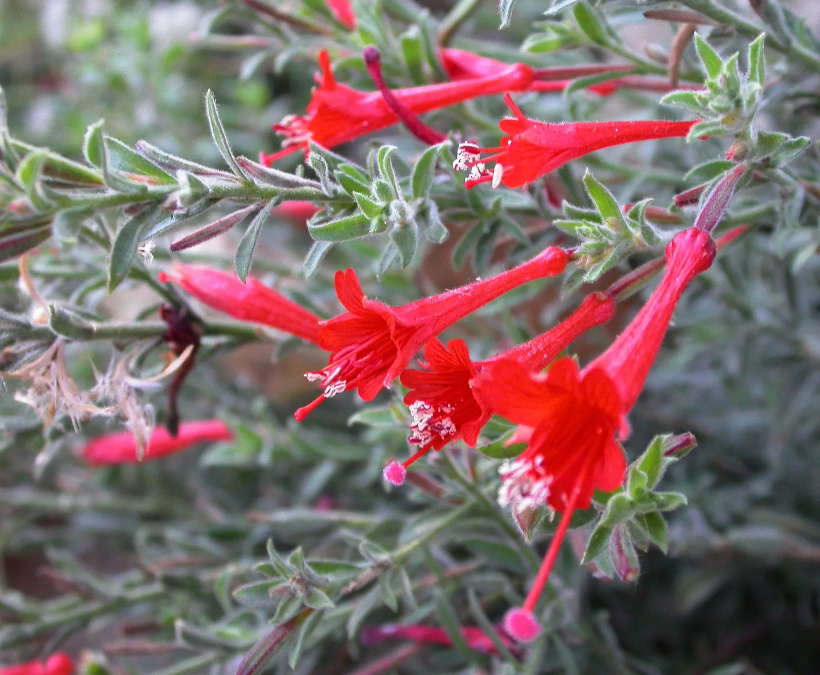 Zauschneria Flower — botanical anatomy illustration