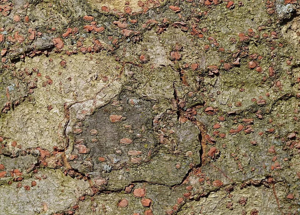 Zelkova Bark & Stem — botanical anatomy illustration