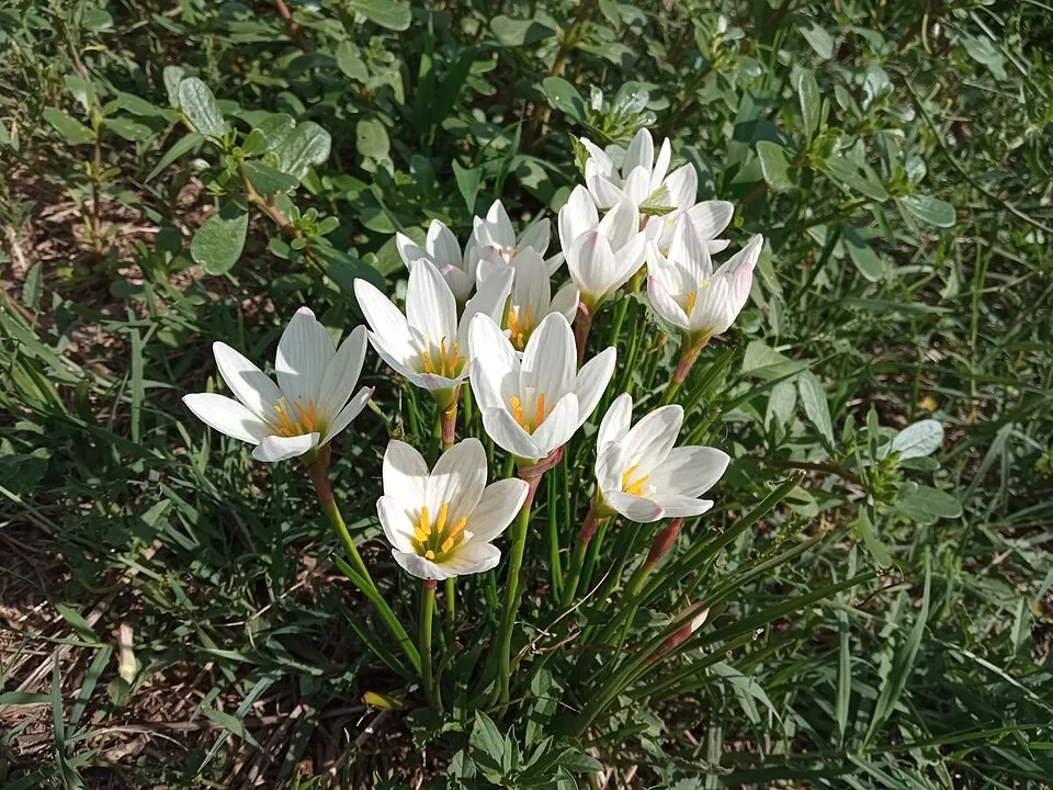 Zephyranthes — Main Image