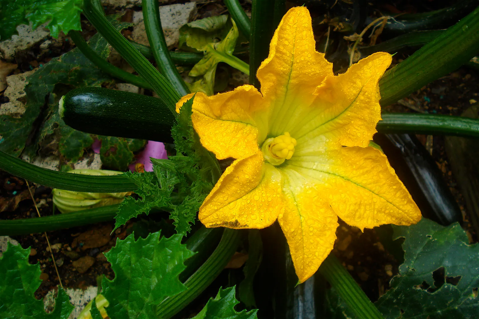 Zucchini Flower — botanical anatomy illustration