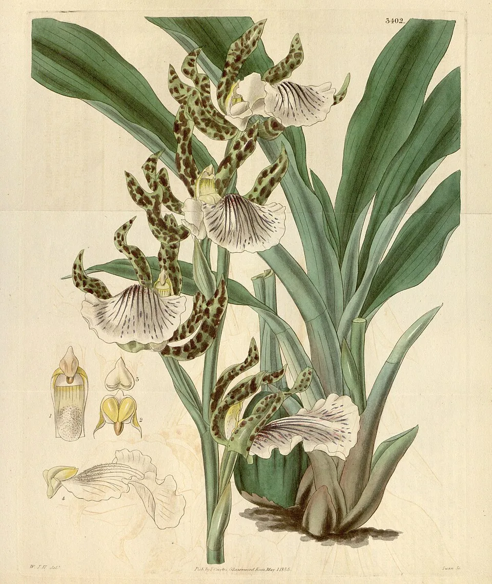 Zygopetalum — Main Image
