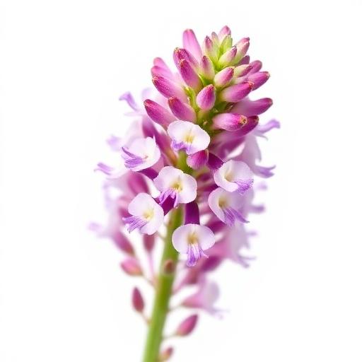 Ram Tulsi Flower — botanical anatomy illustration