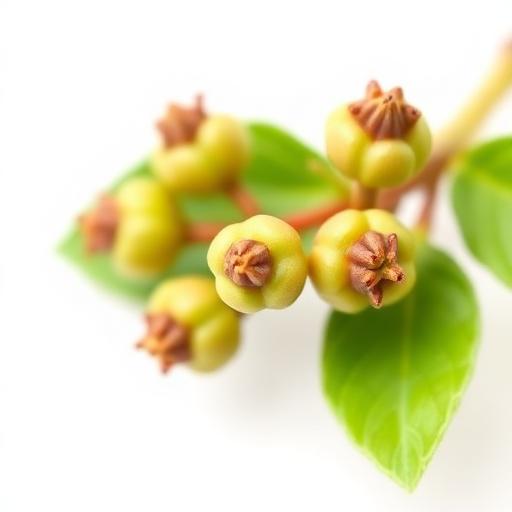 Ram Tulsi Fruit — botanical anatomy illustration