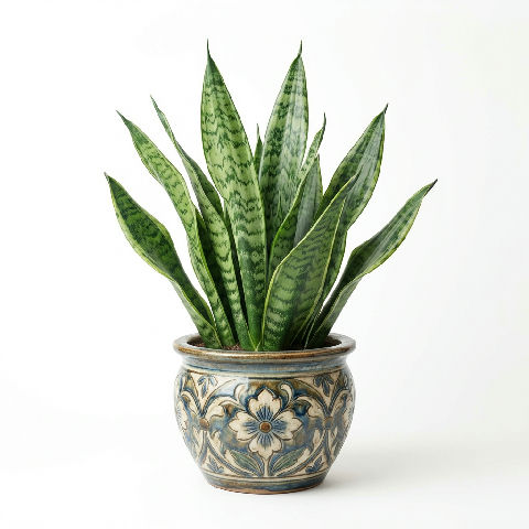 Snake Plant plant in natural habitat - complete guide