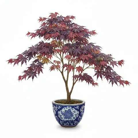 Acer Palmatum Bloodgood plant in natural habitat - complete guide
