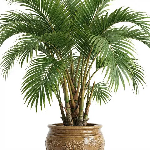 Areca Palm plant in natural habitat - complete guide