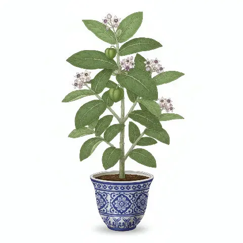 Arka plant in natural habitat - complete guide