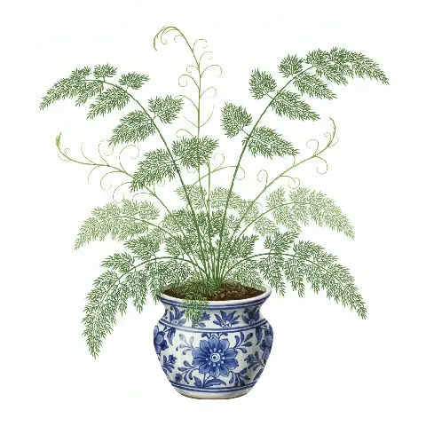 Asparagus Plumosus plant in natural habitat - complete guide