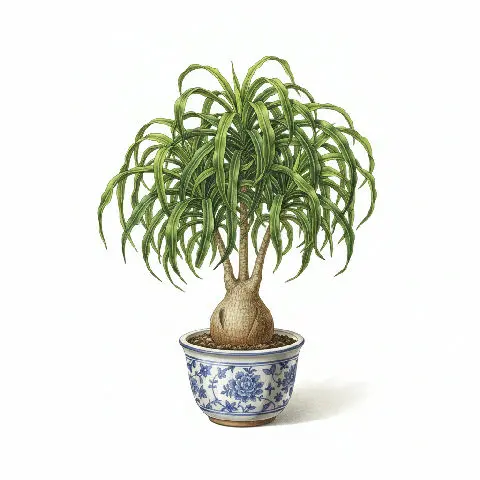 Beaucarnea Recurvata plant in natural habitat - complete guide