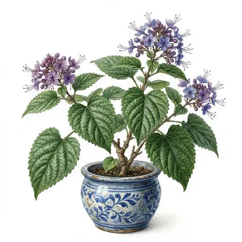 Bharangi (Turk Turban Moon) plant in natural habitat - complete guide