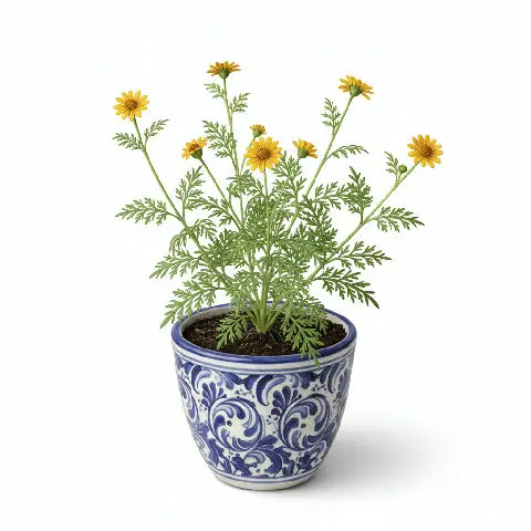 Bidens plant in natural habitat - complete guide