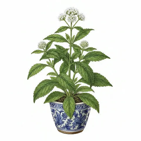 Boneset plant in natural habitat - complete guide