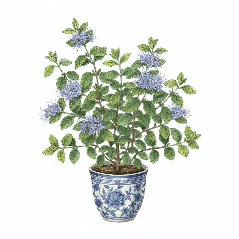 Caryopteris Clandonensis plant in natural habitat - complete guide