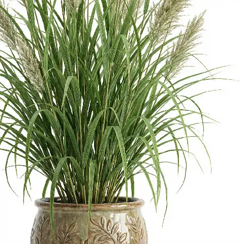 Darbha Grass plant in natural habitat - complete guide