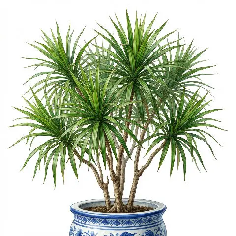 Dracaena plant in natural habitat - complete guide