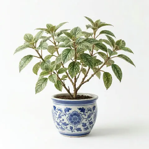 Prishniparni plant in natural habitat - complete guide